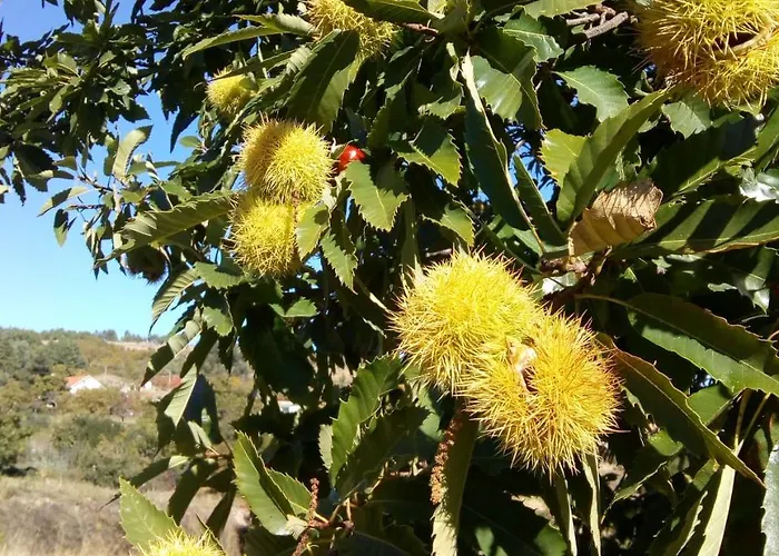 Casa Freiras 3* Marialva